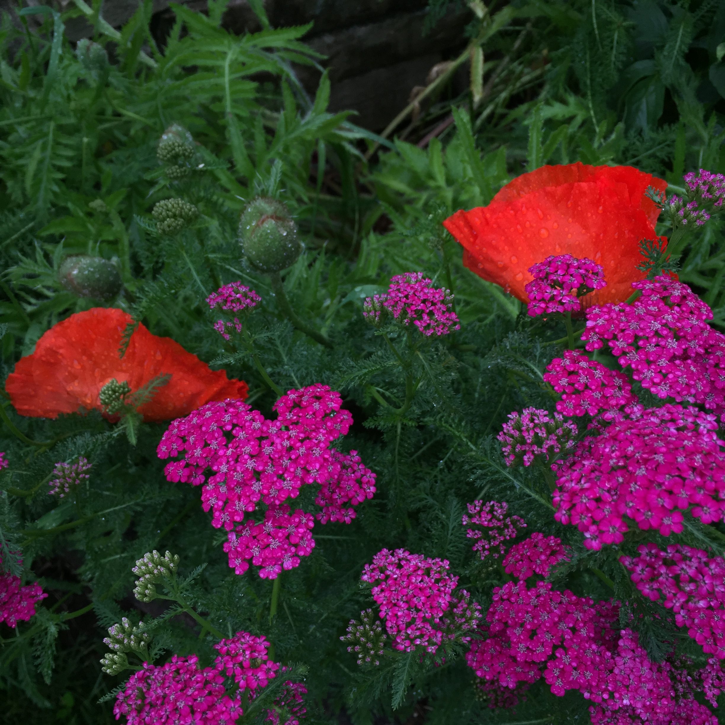 yarrow