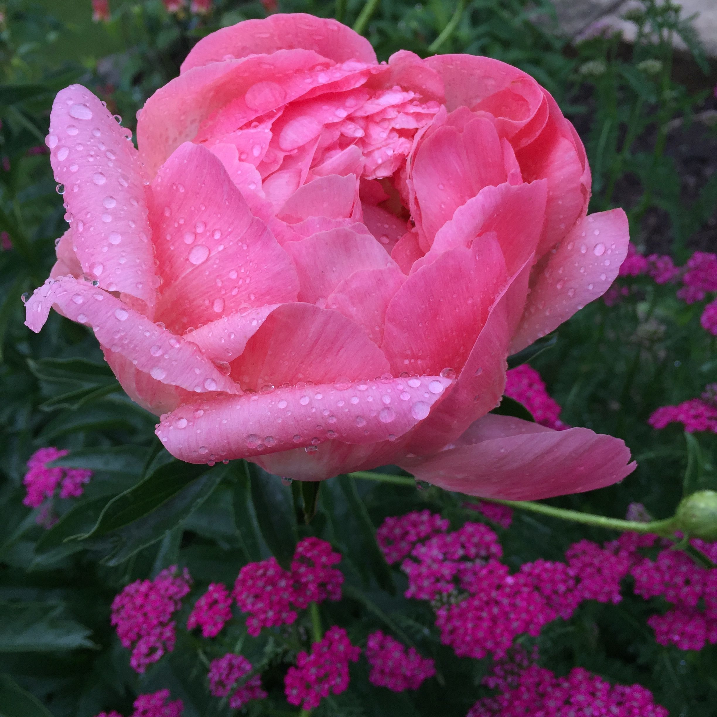 'Coral Sunset’ peony