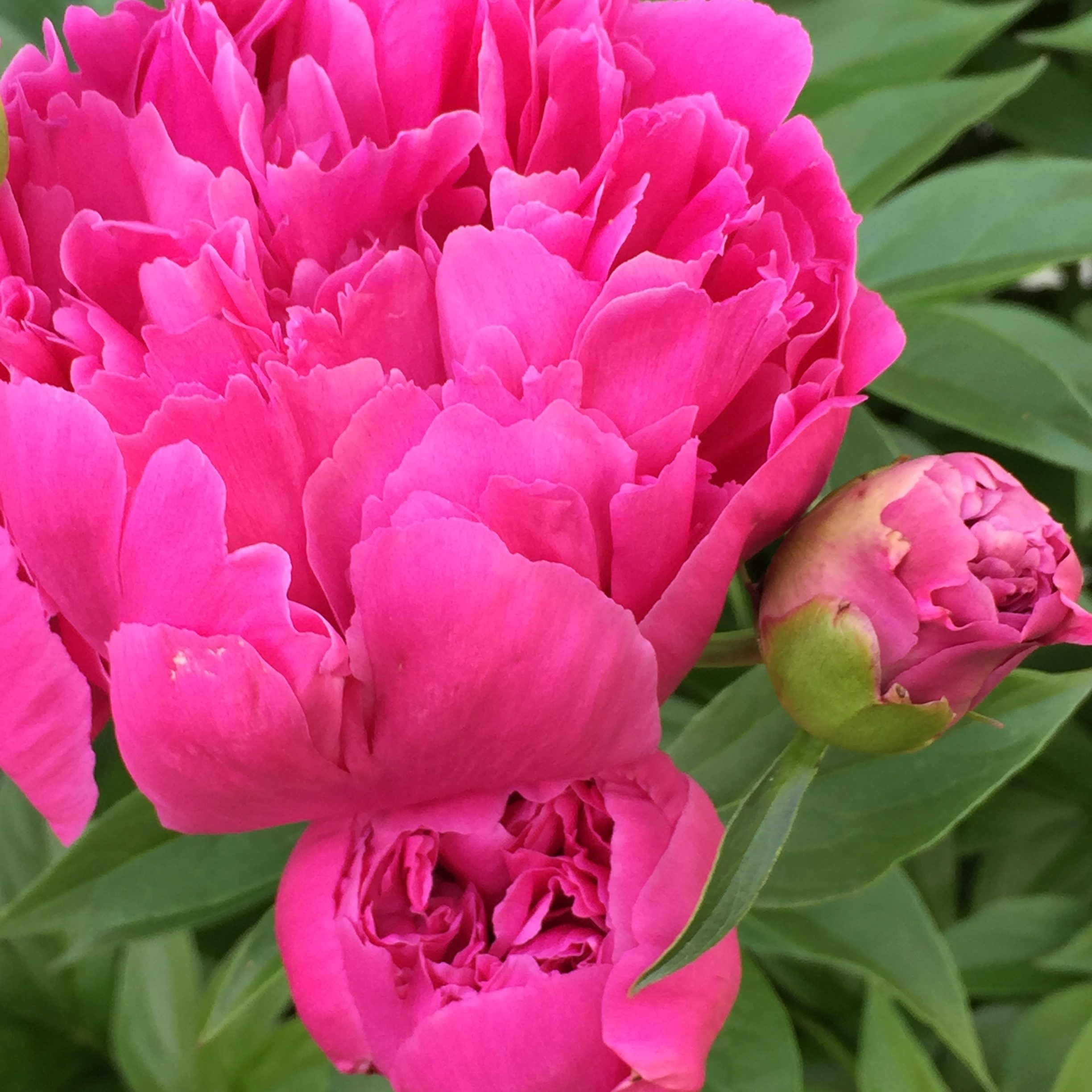 pink peony