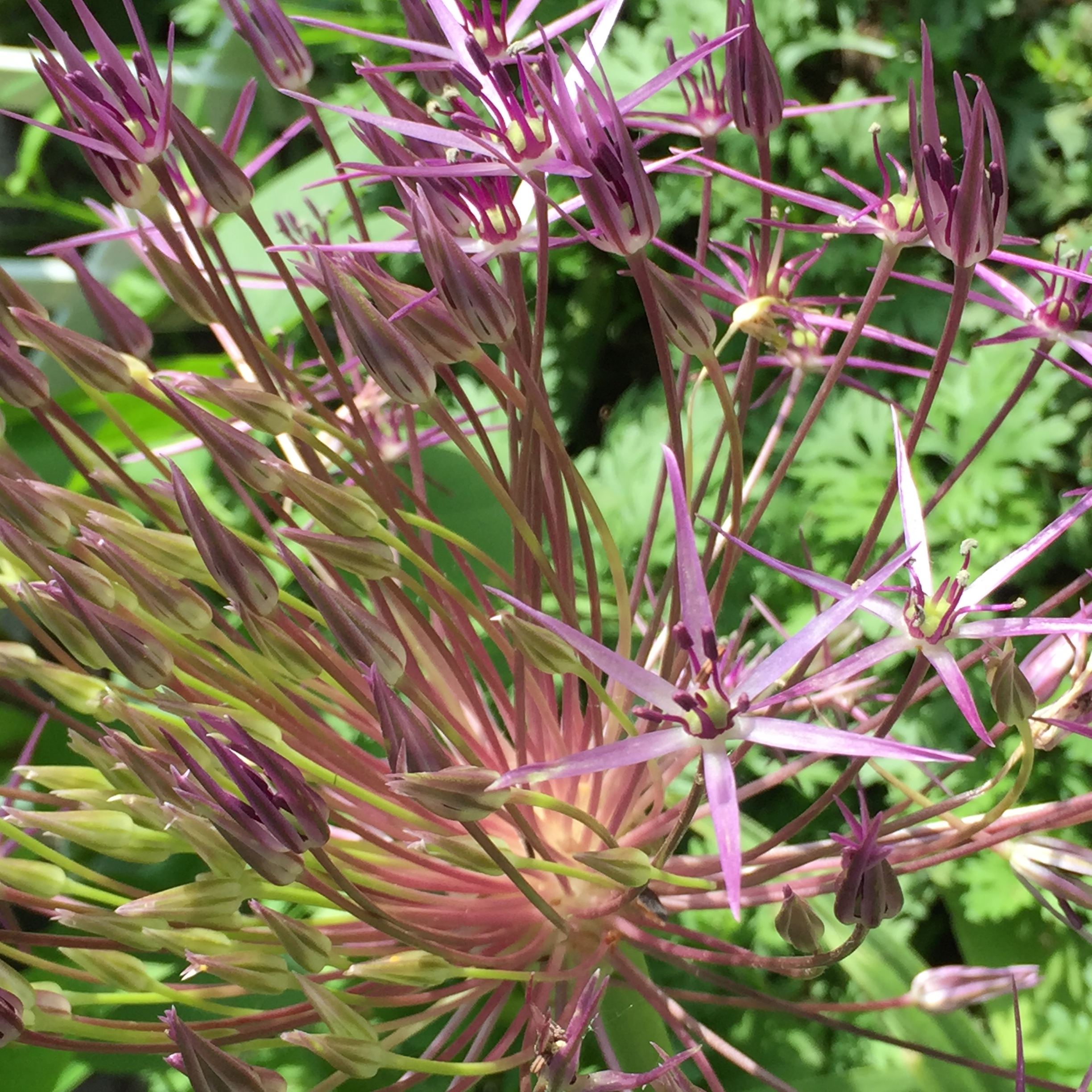 Allium christophii