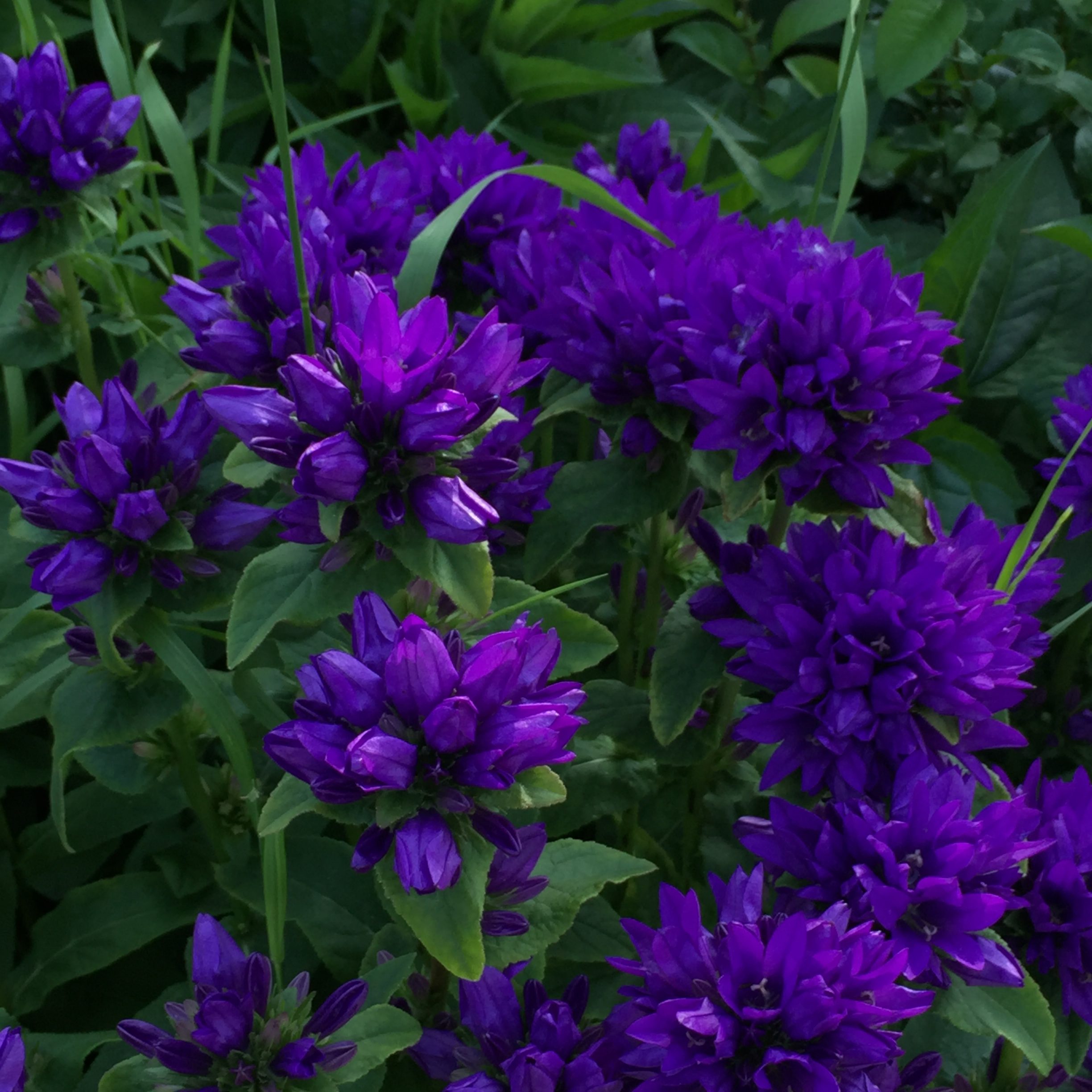 Clustered bellflower