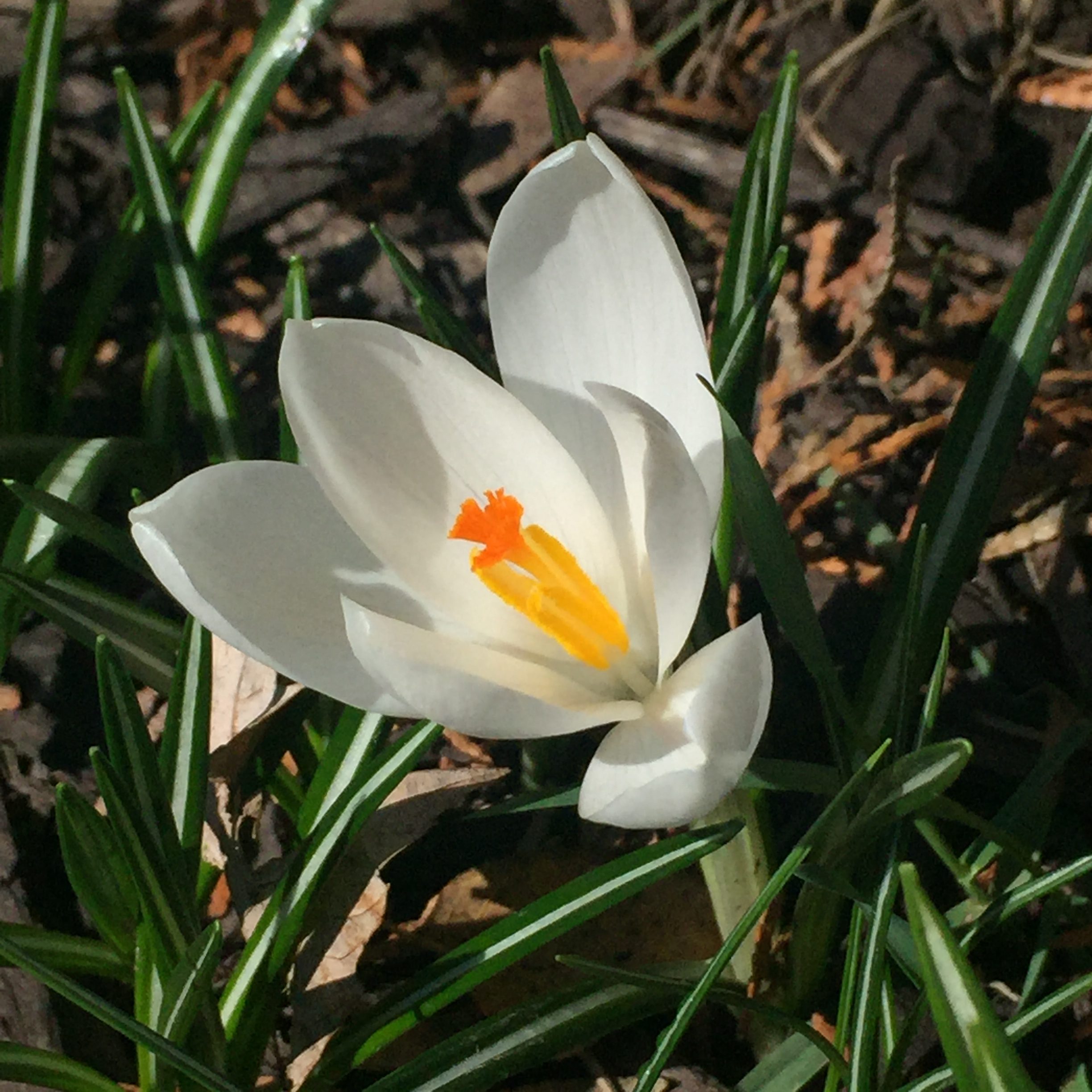 white crocus