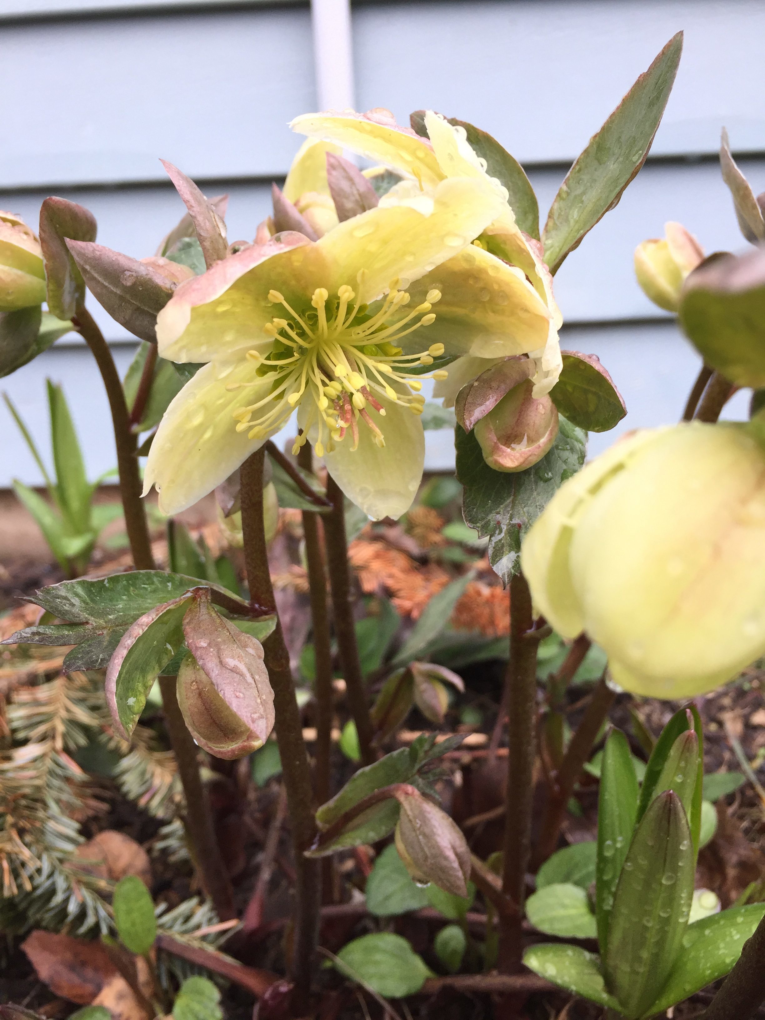 hellebore