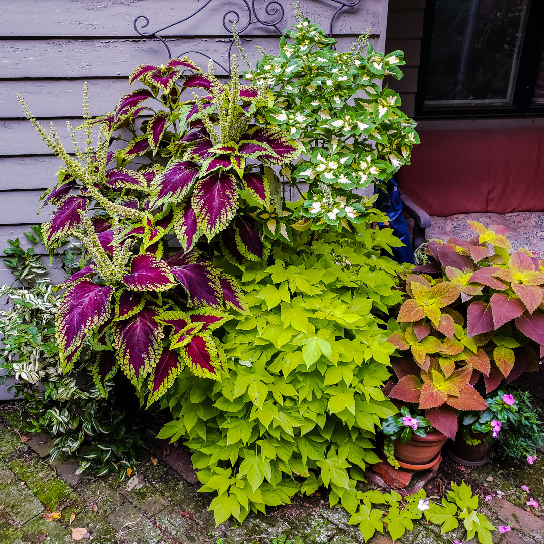 sweet potato vine