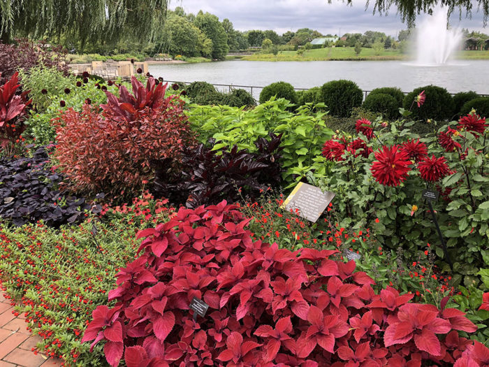 red-themed planting