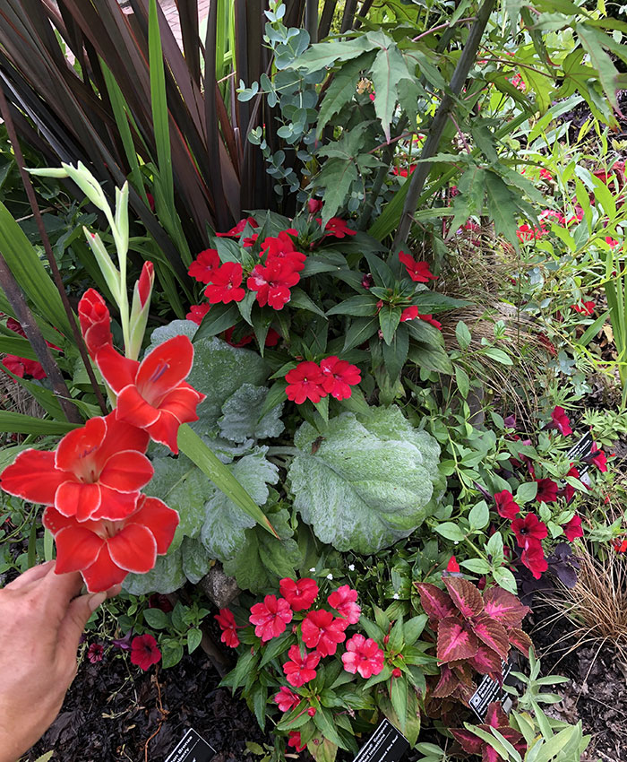 Hibiscus var. 'Valentine's Crush' - Midwest Groundcovers