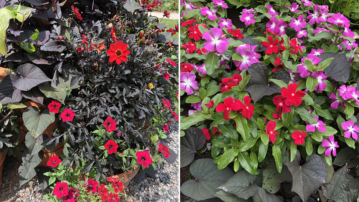 Designing With Red in the Midwest - FineGardening