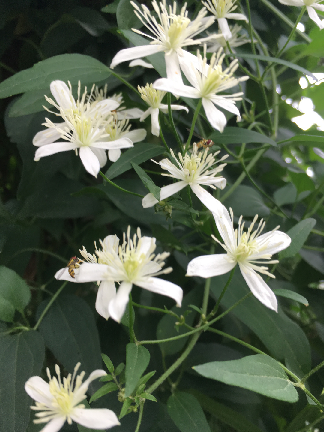 sweet autumn clematis