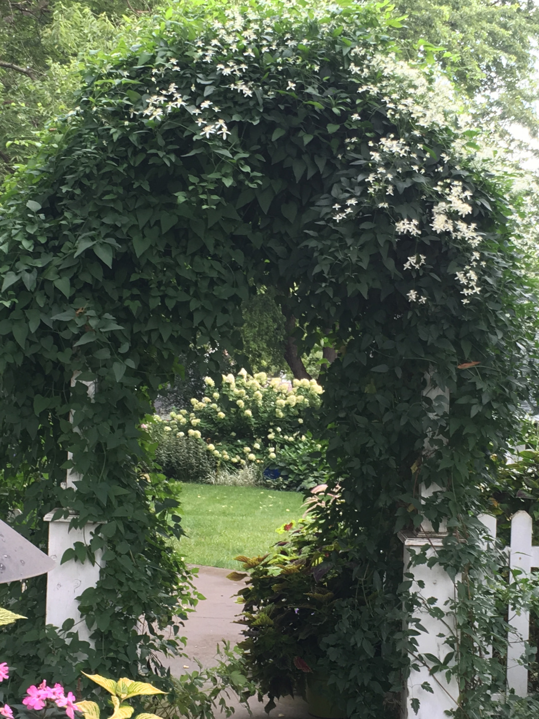 clematis on an arbor