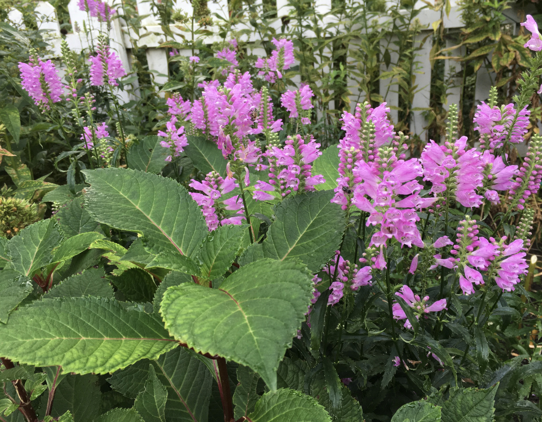 obedient plant