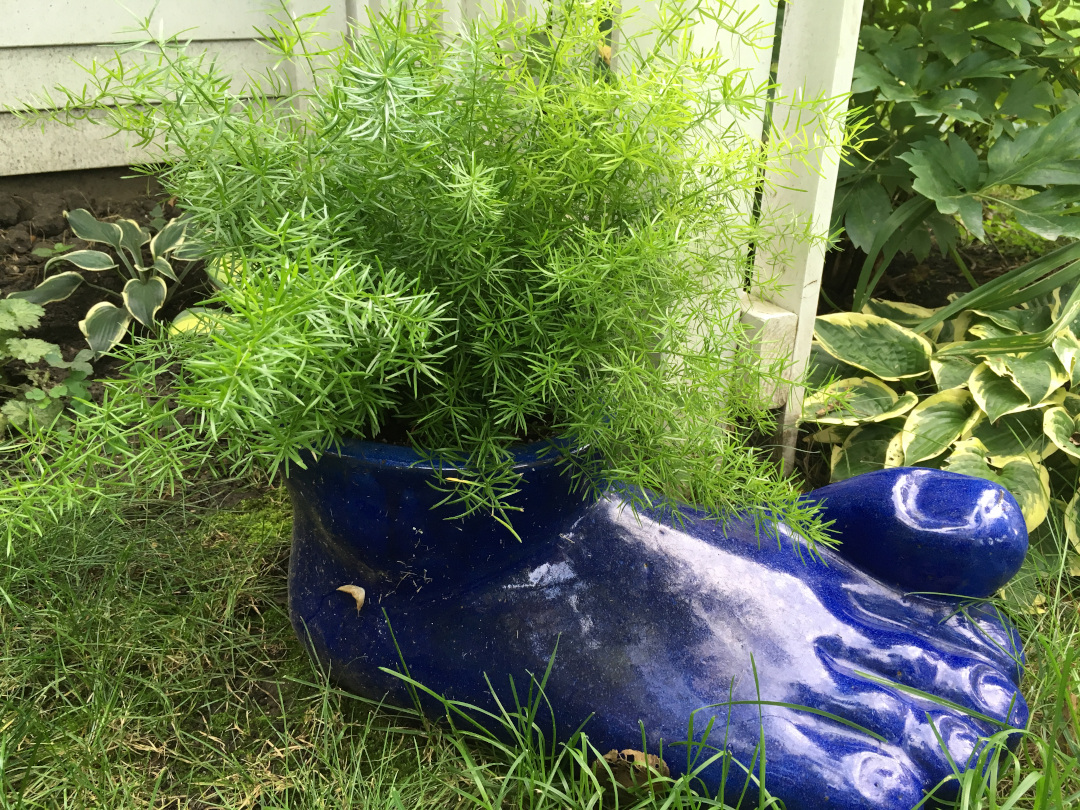 asparagus fern