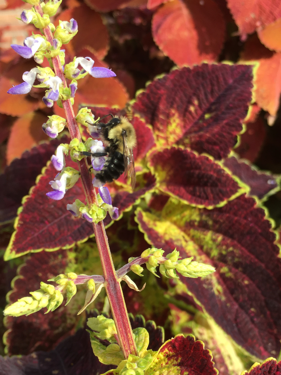 coleus