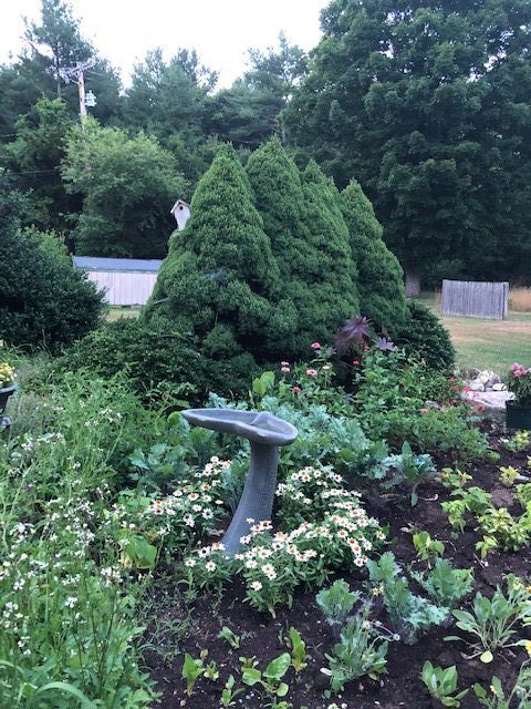 dwarf Alberta spruce