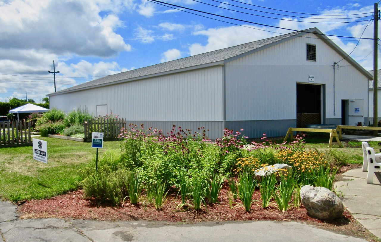 rain garden