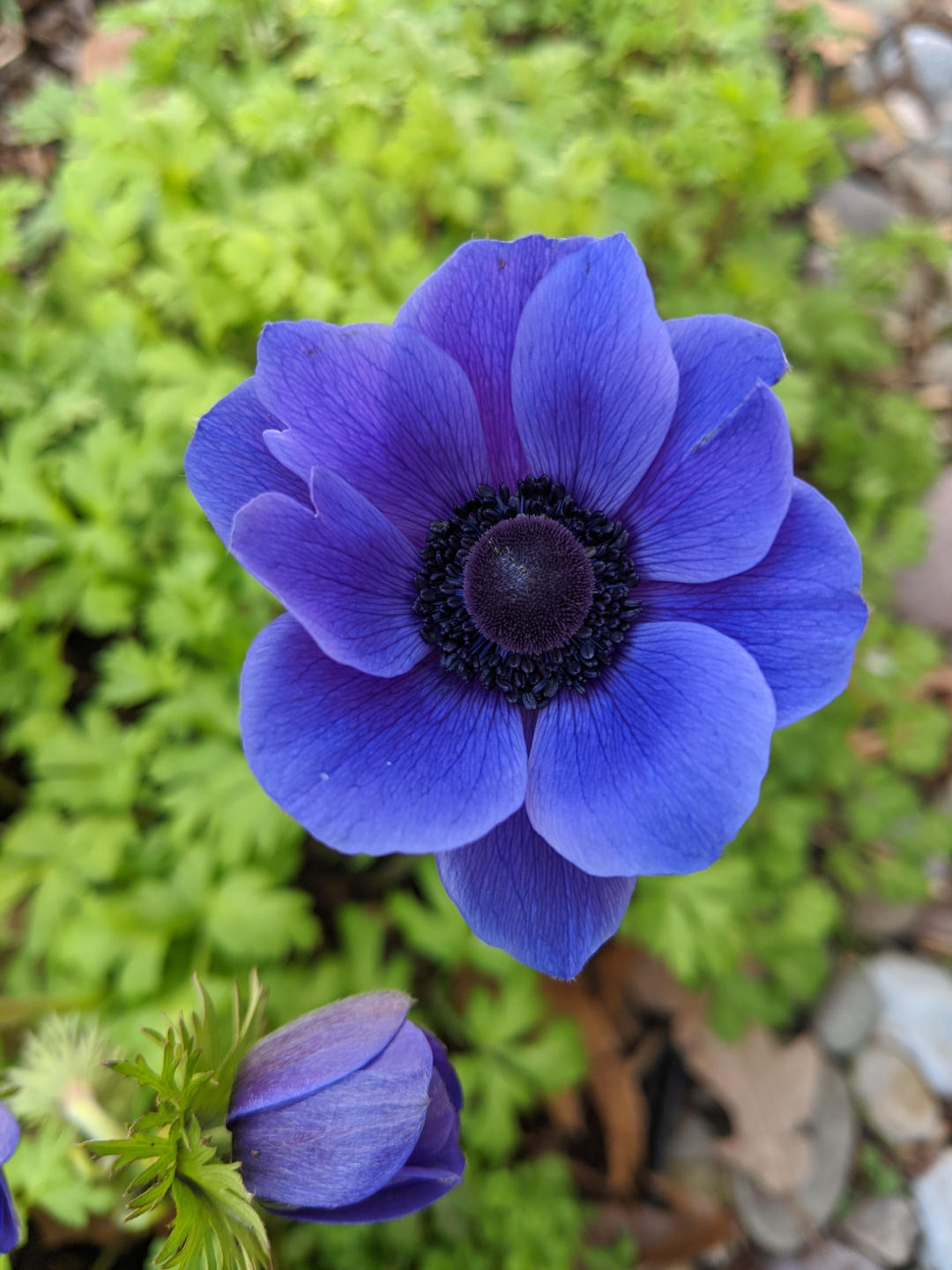 Anemone coronaria