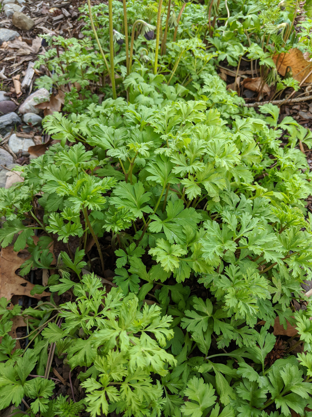 anemone foliage