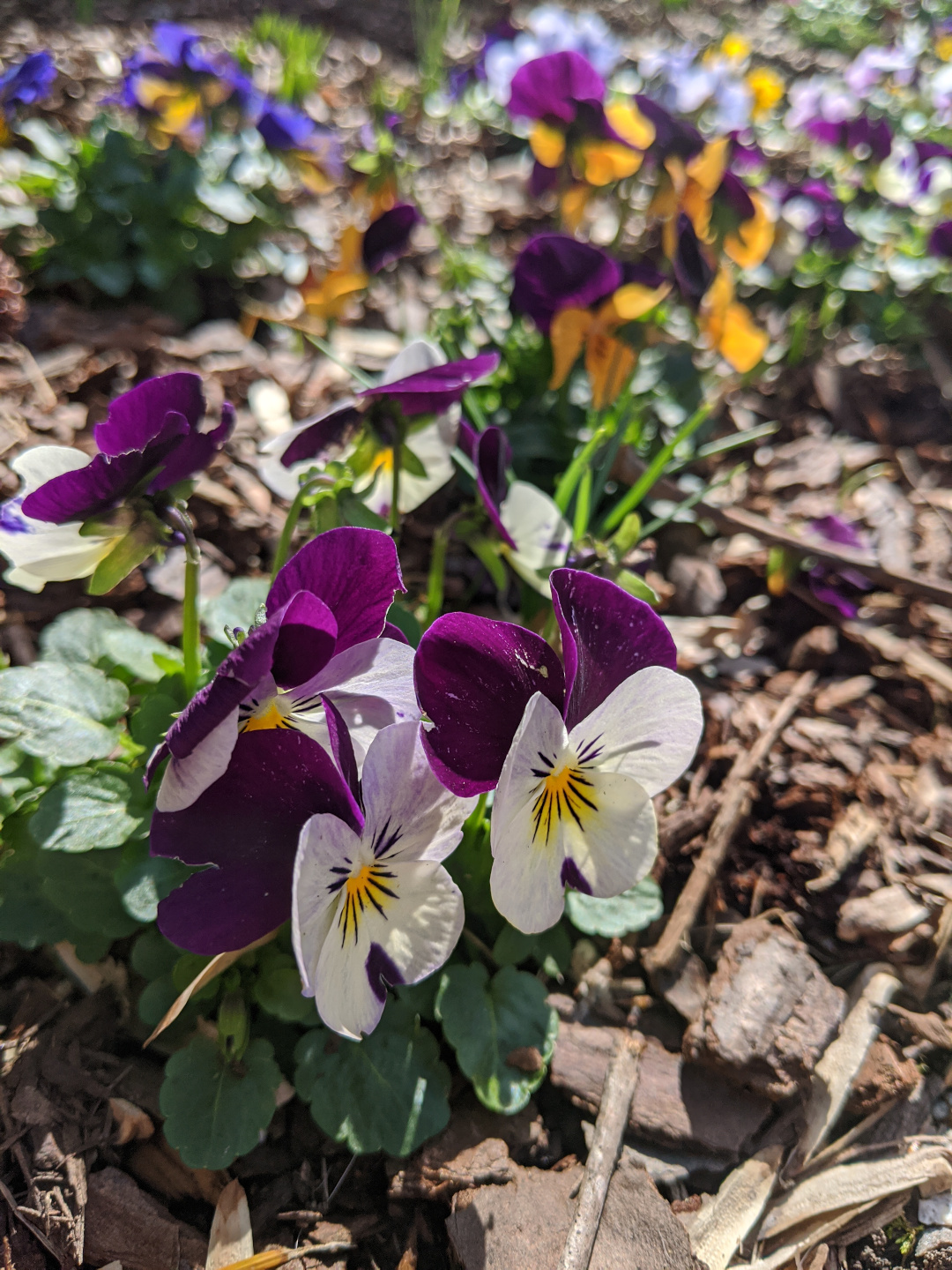 Pansies and violas