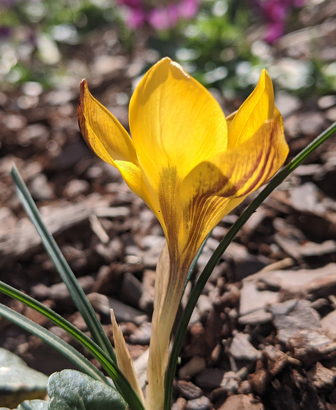 ‘Goldilocks’ crocus