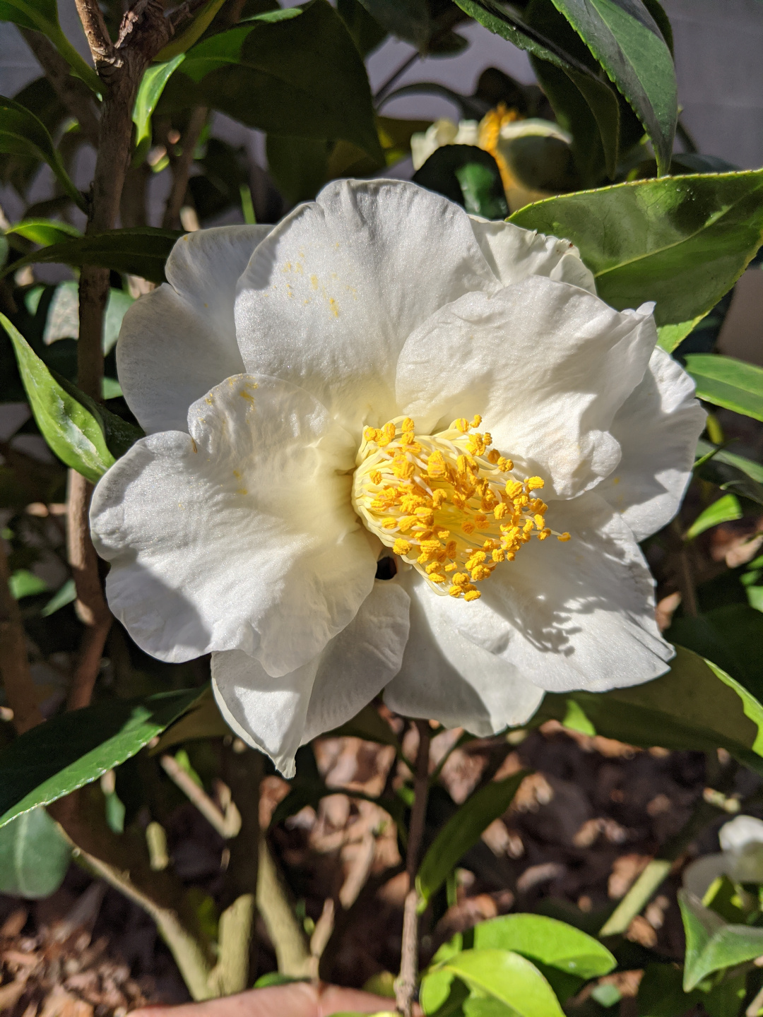 Camellia japonica ‘Silver Waves’