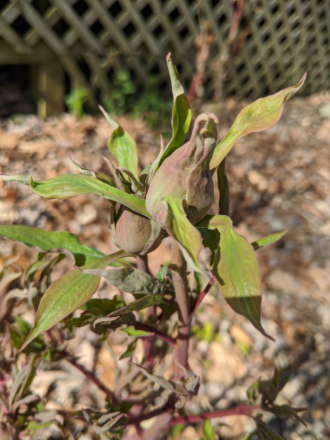 tree peony