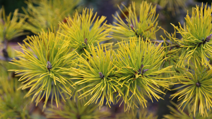 ‘Chief Joesph’ lodgepole pine