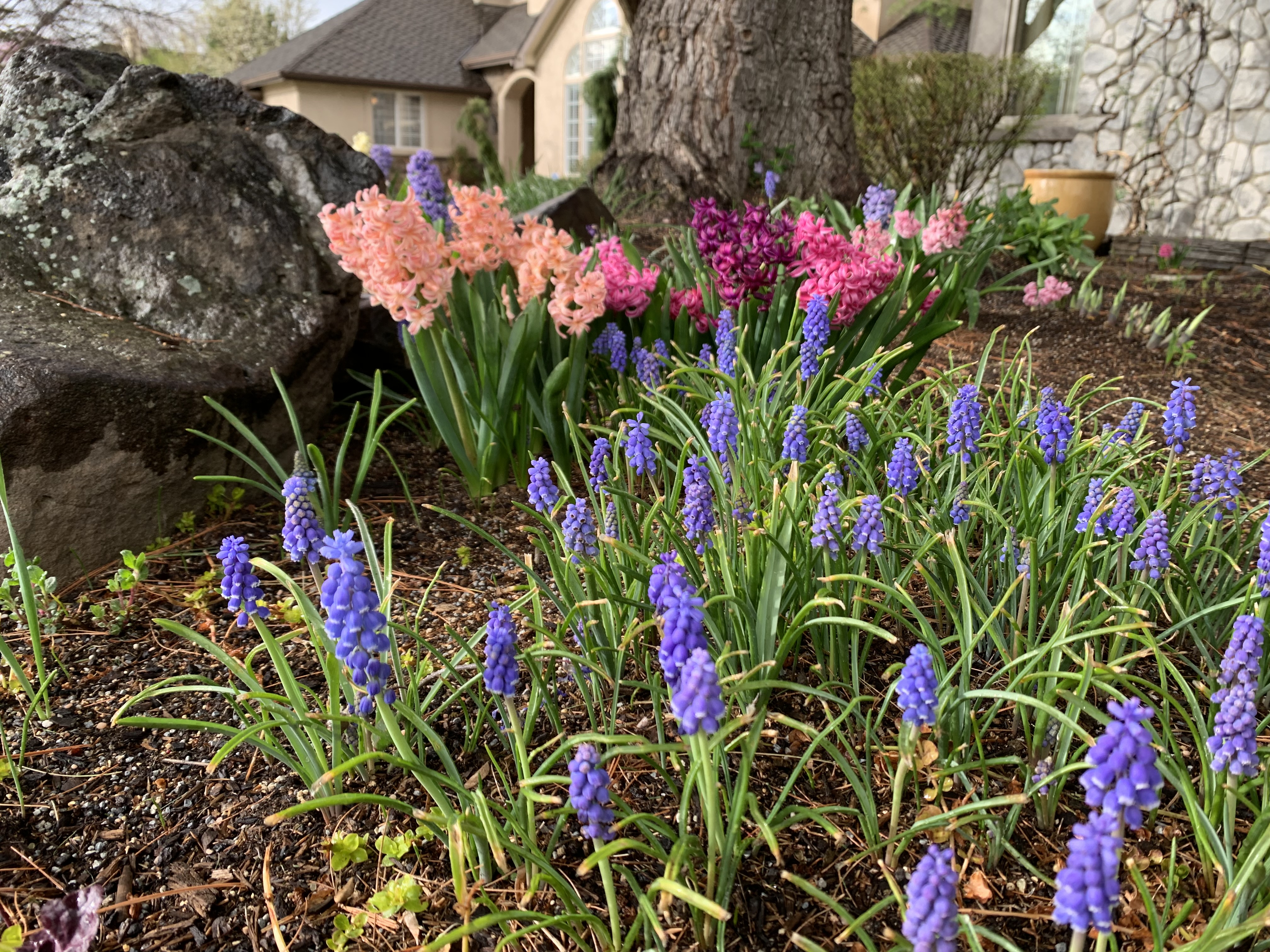 Grape hyacinth