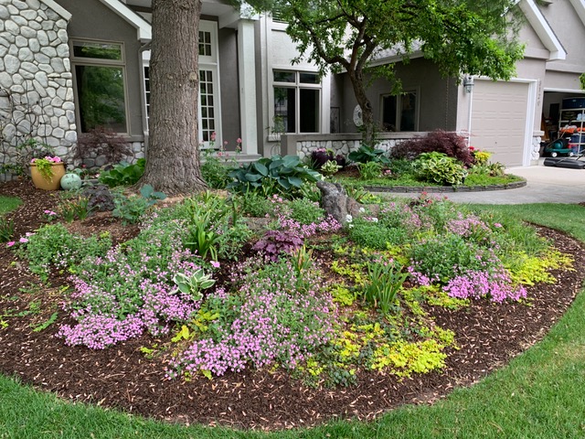 creeping Jenny