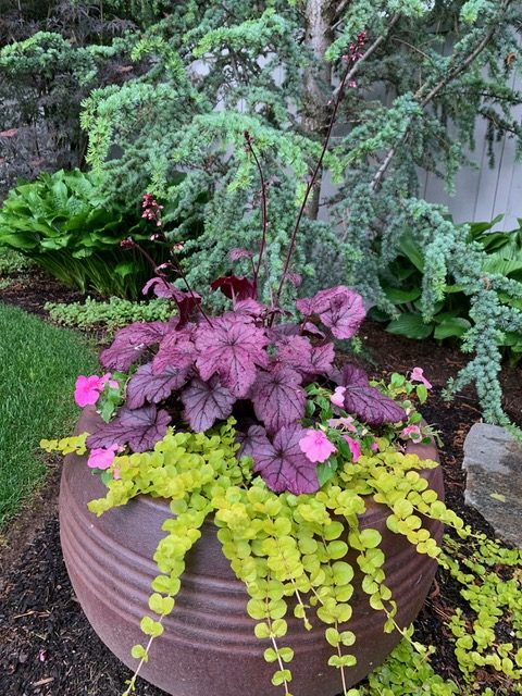 creeping jenny in a container