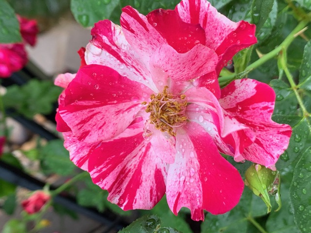 Fourth of July Rose