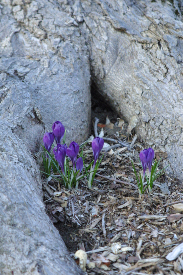 crocus