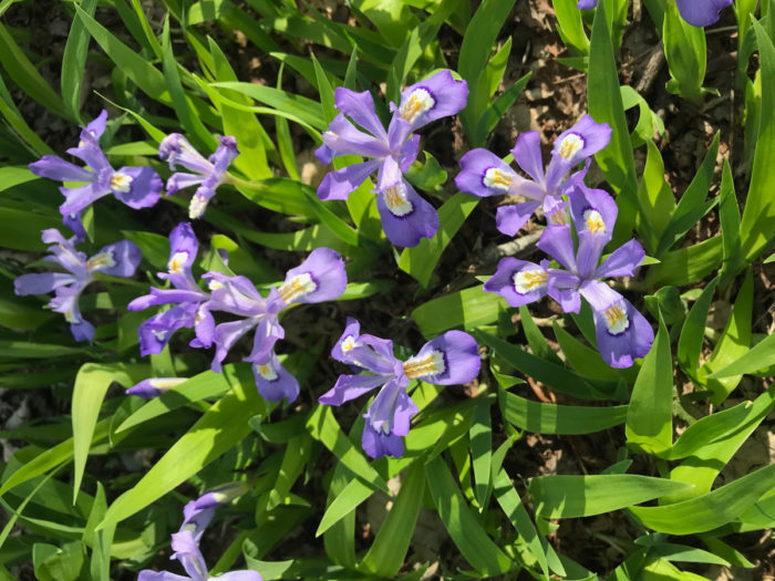 Dwarf crested iris