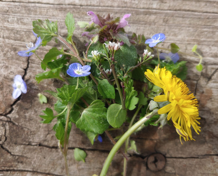 Winter weeds in a bouquet dandelion