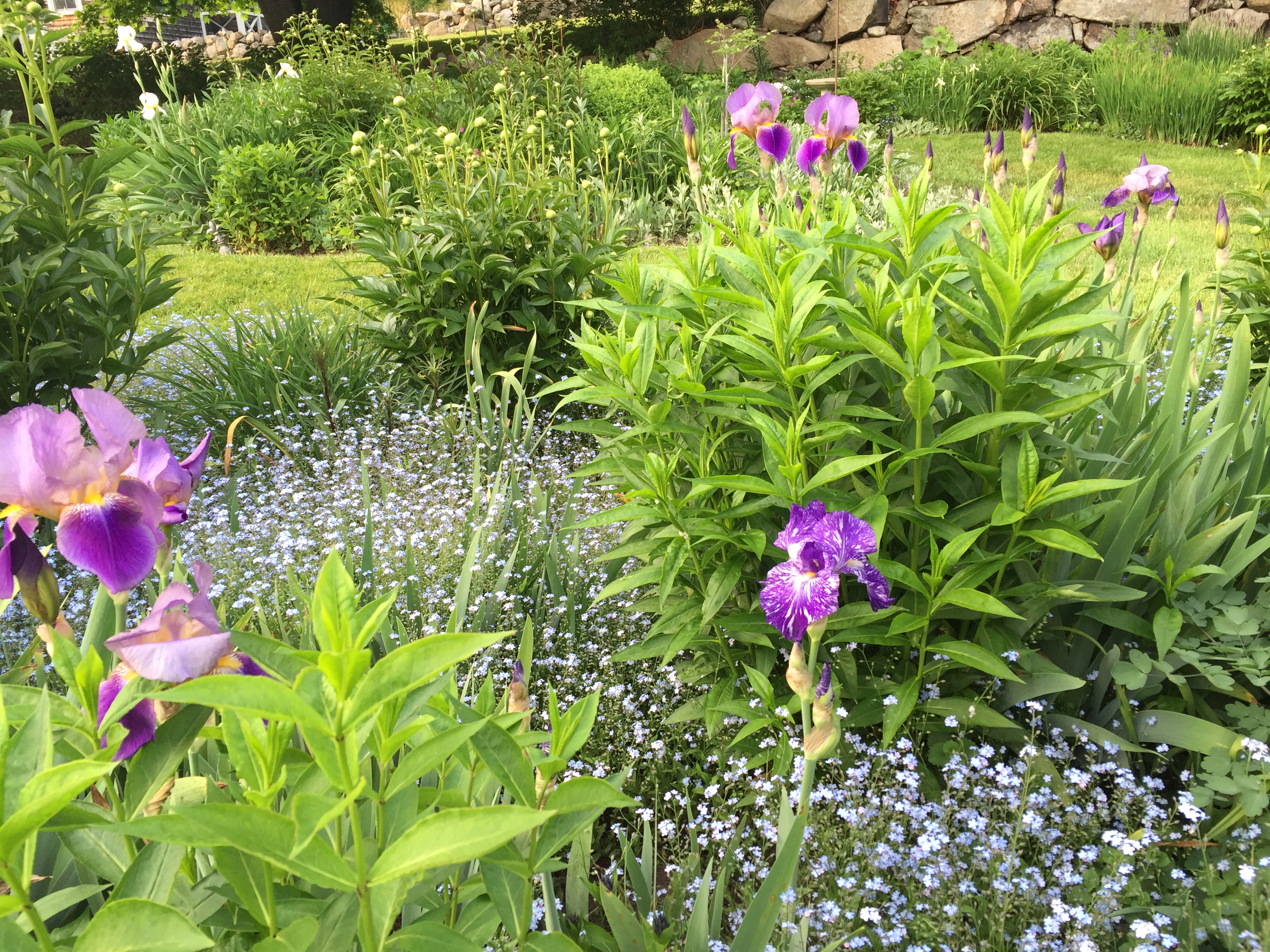 Bearded iris