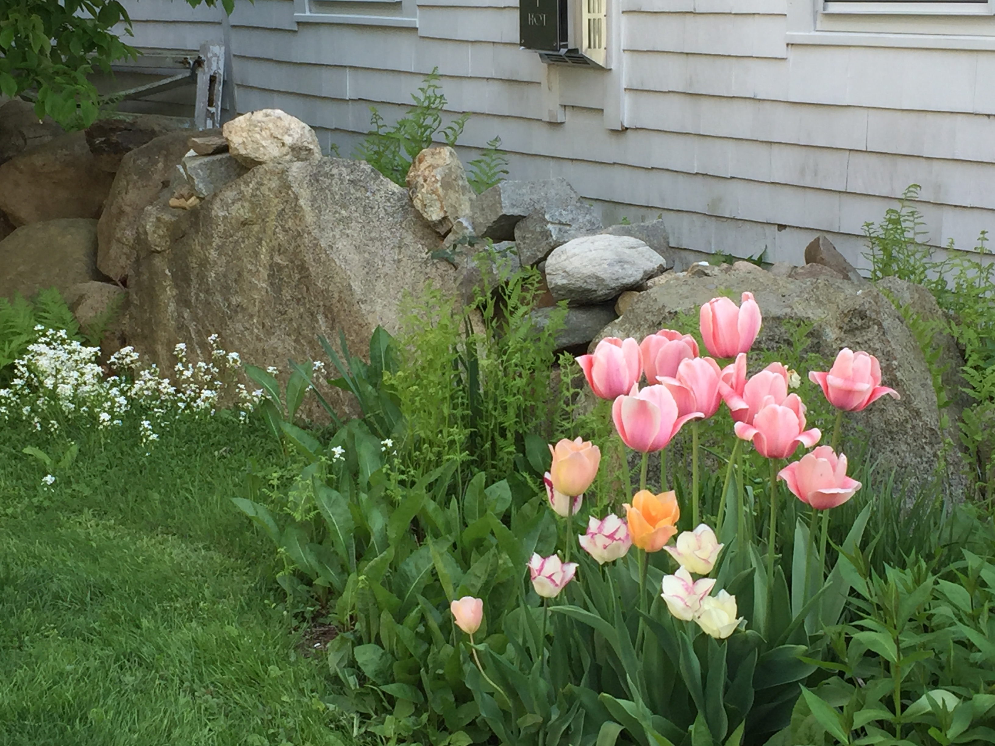 pastel tulips