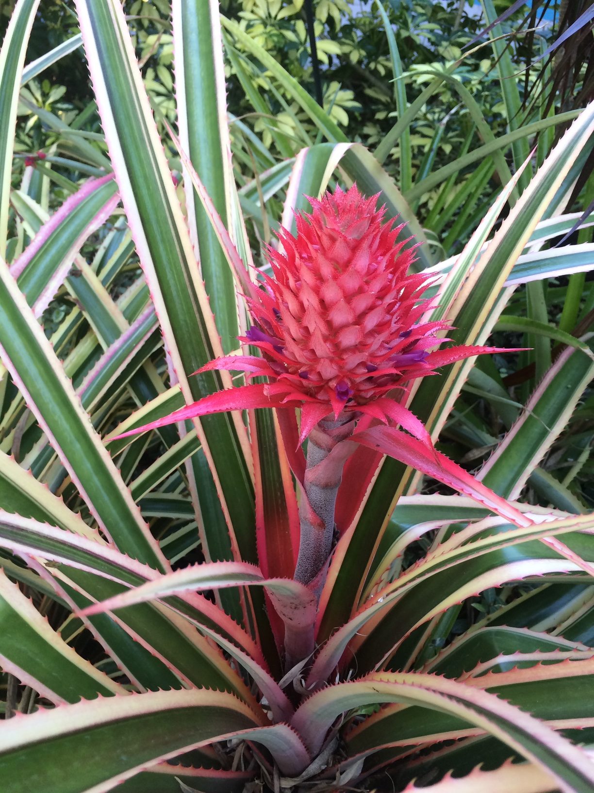 variegated bromeliad