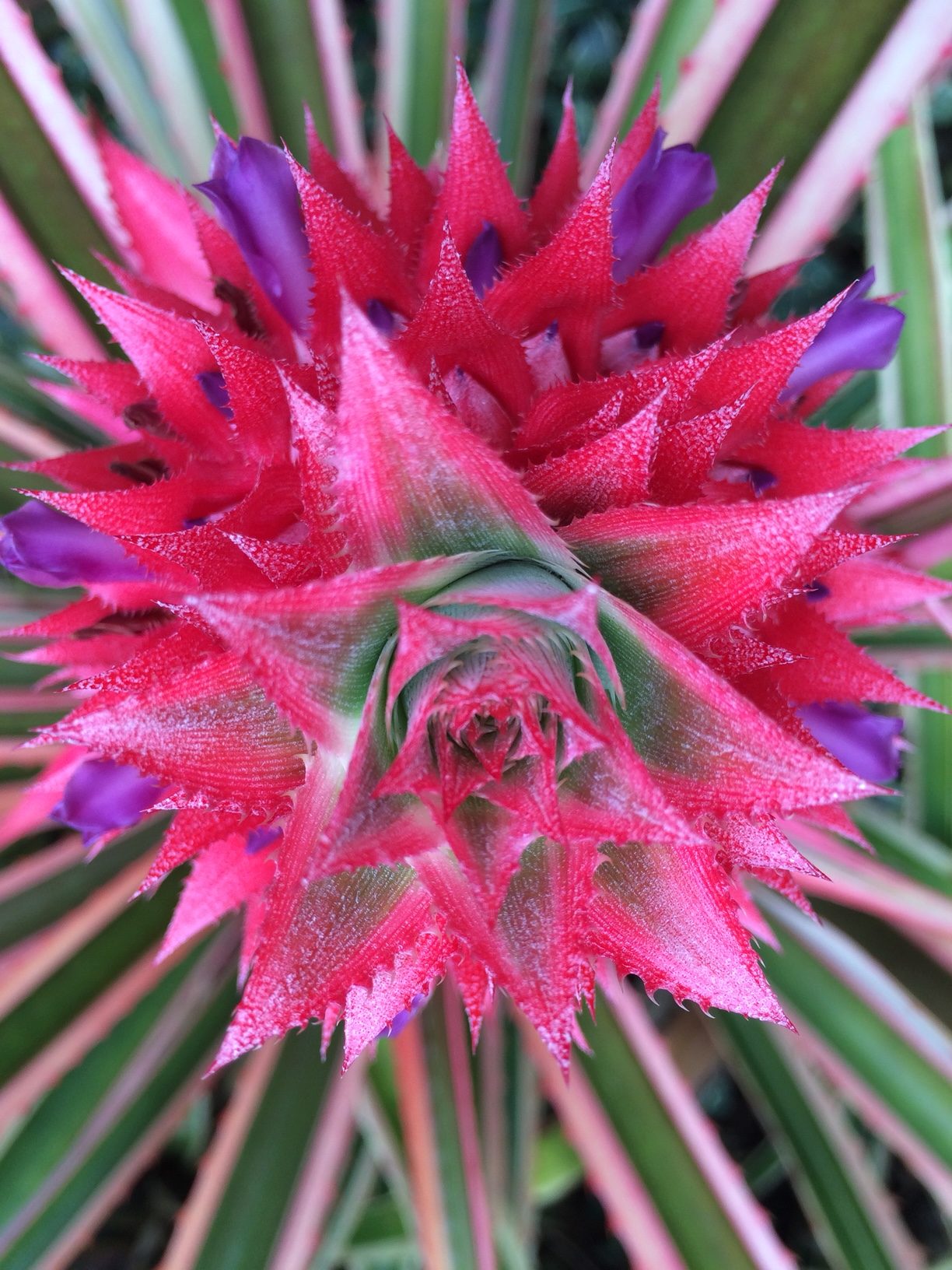 variegated pineapple bloom spike