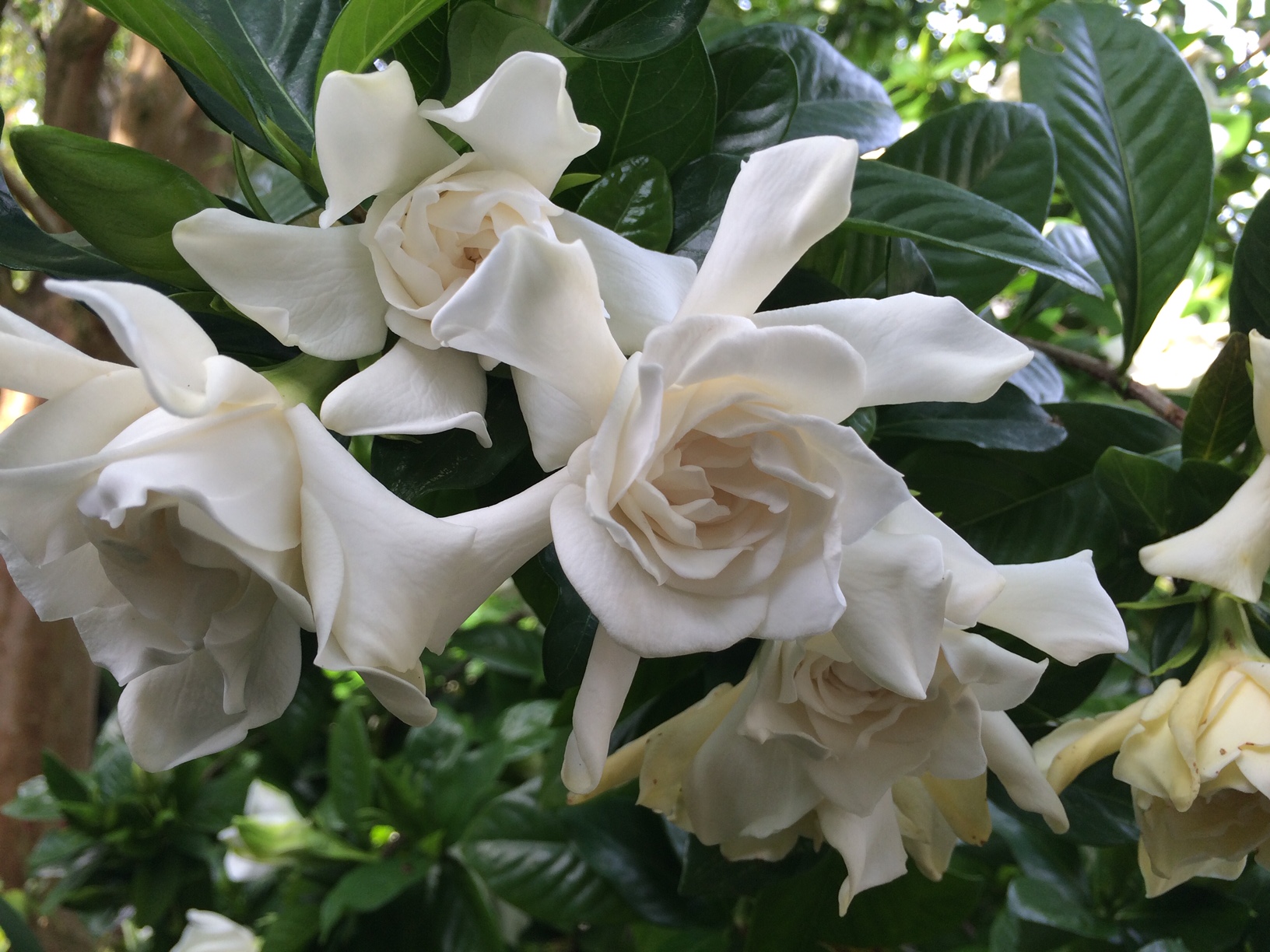 gardenia