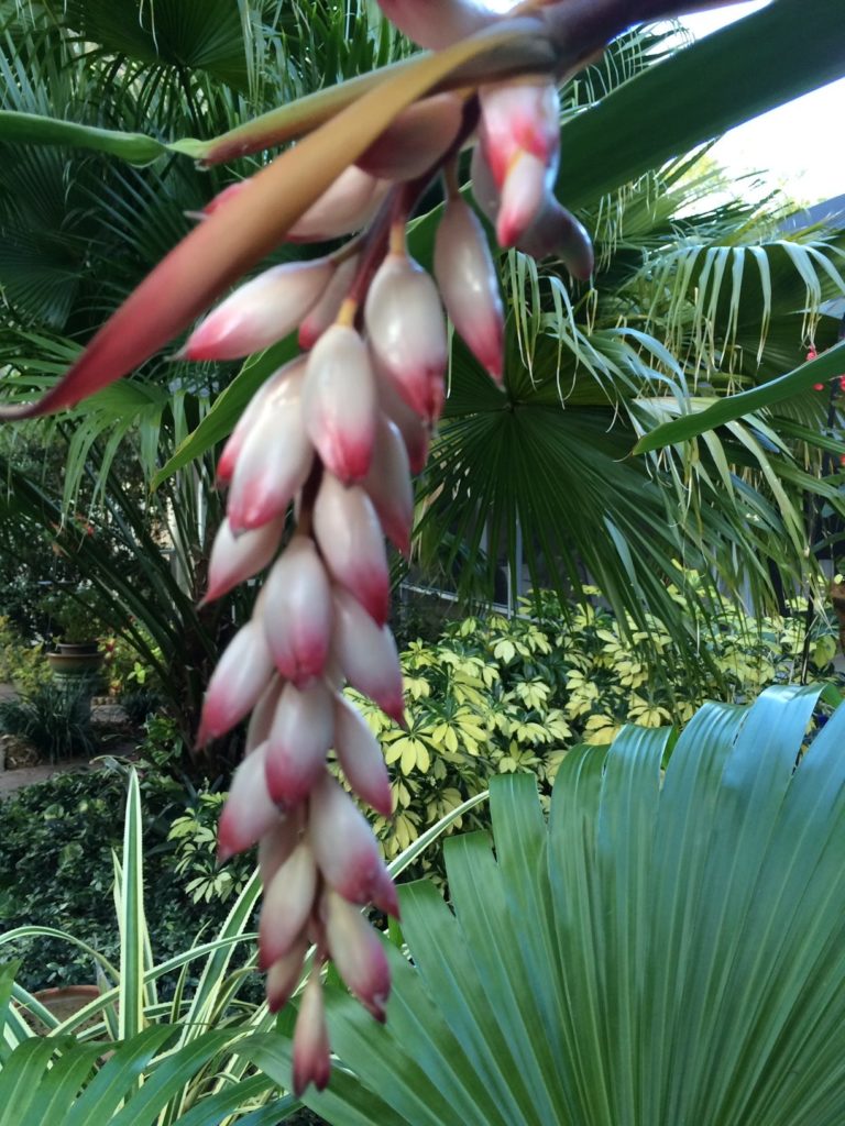 Fragrant Flowers in Florida Fine Gardening