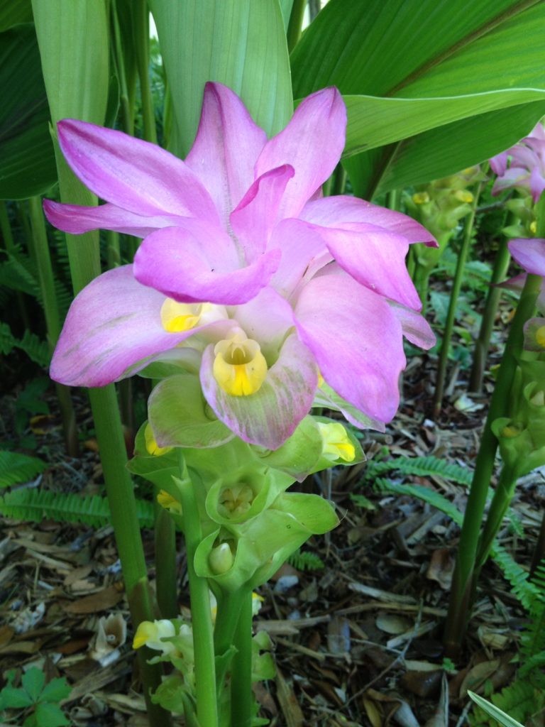 Fragrant Flowers in Florida Fine Gardening