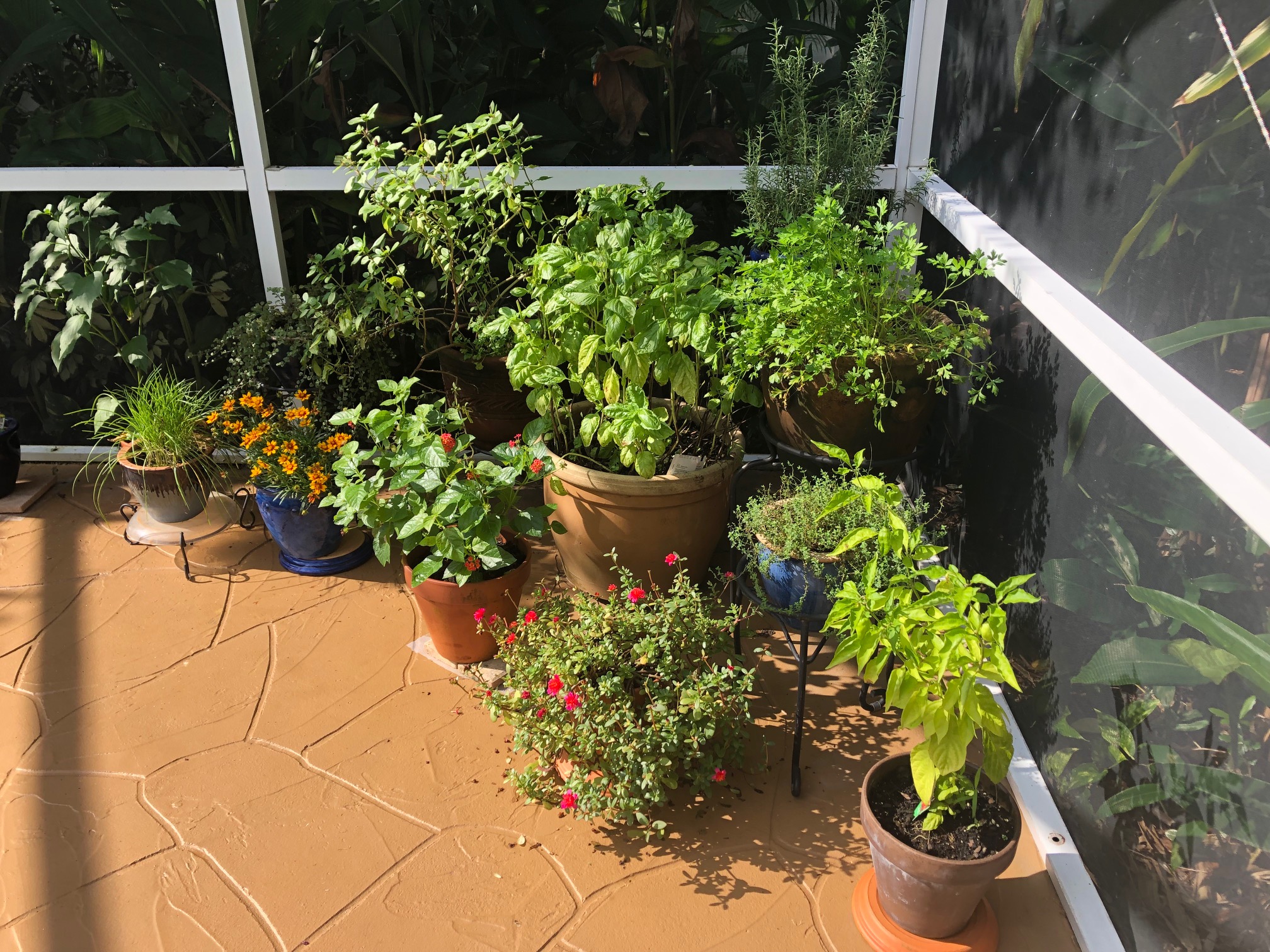 herbs in pots