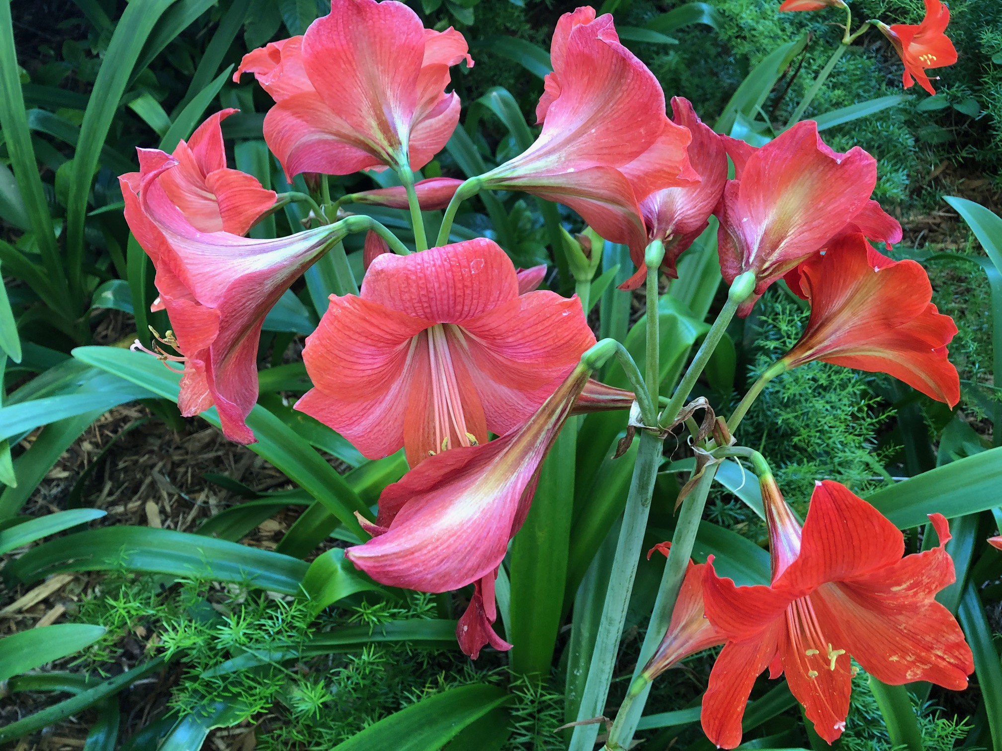 Amaryllis