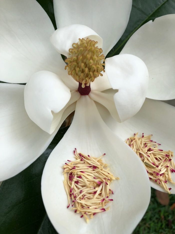 Fragrant Flowers in Florida Fine Gardening