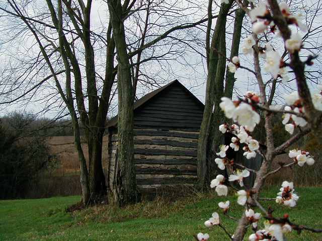 apricot tree