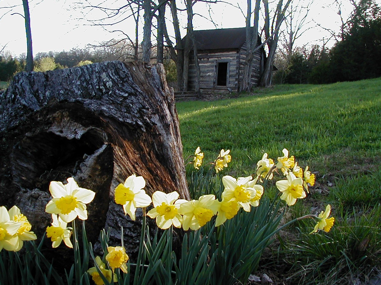 Daffodils