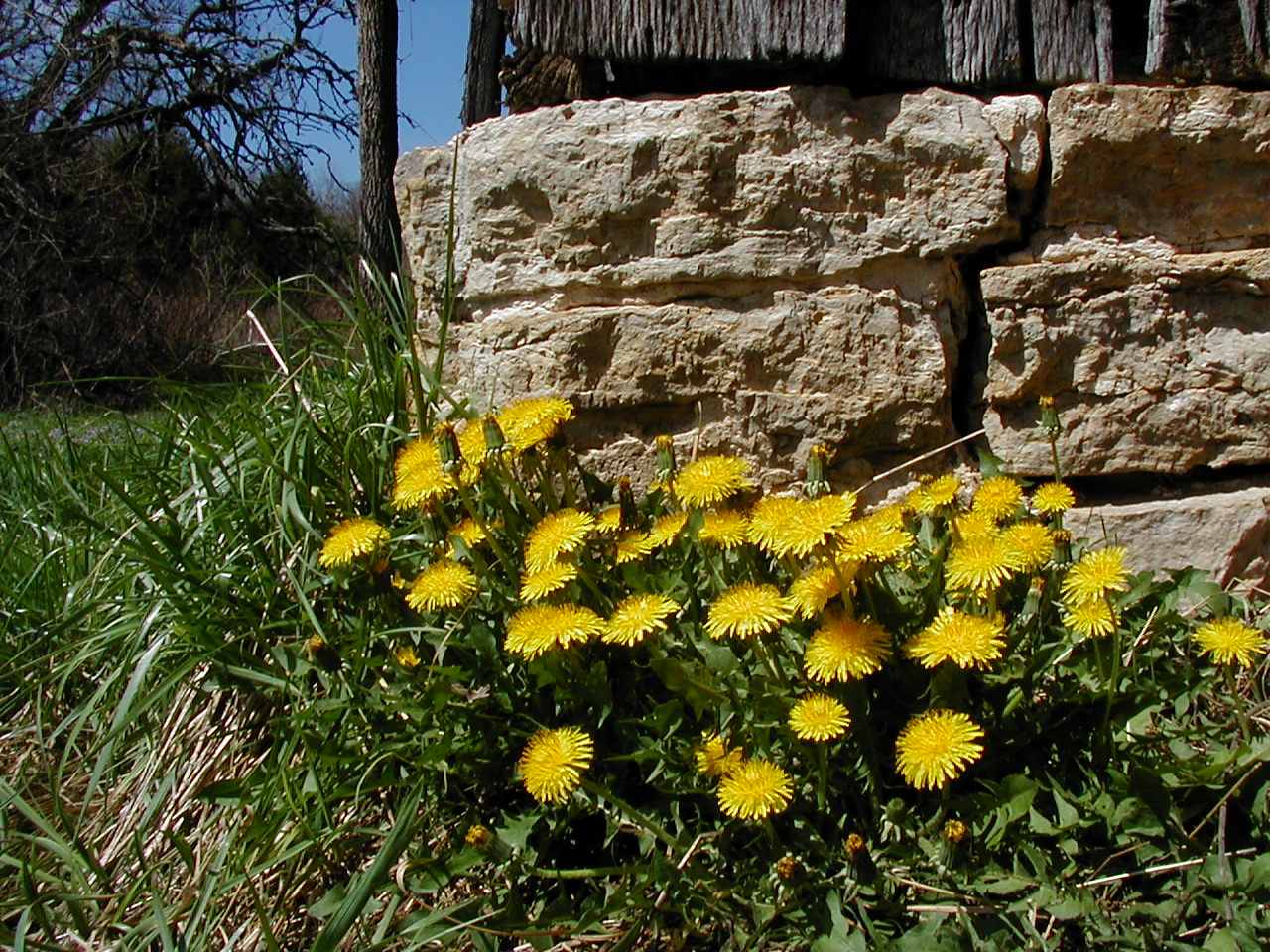 Dandelions