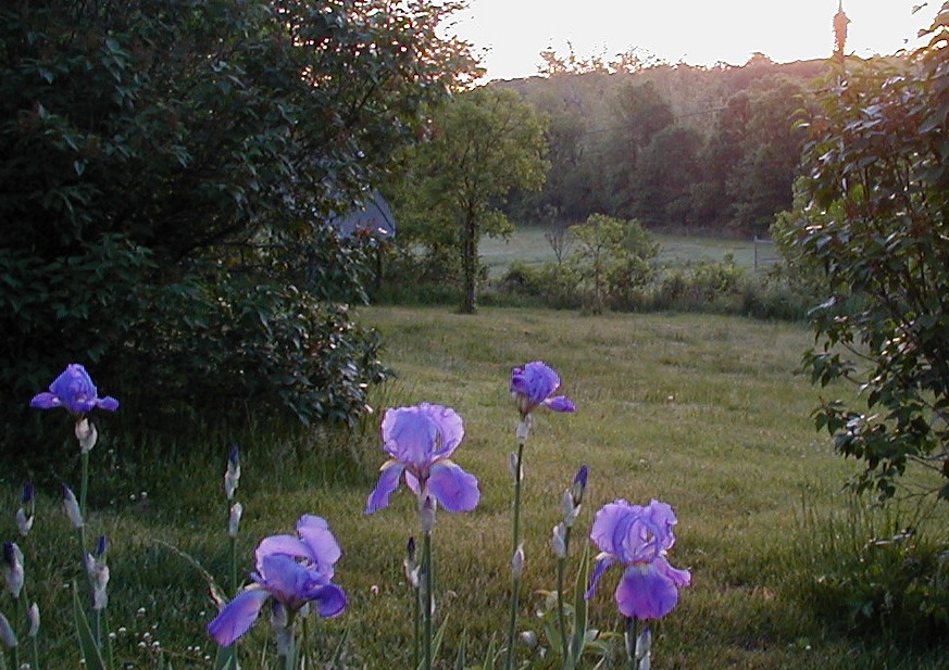 Bearded irises