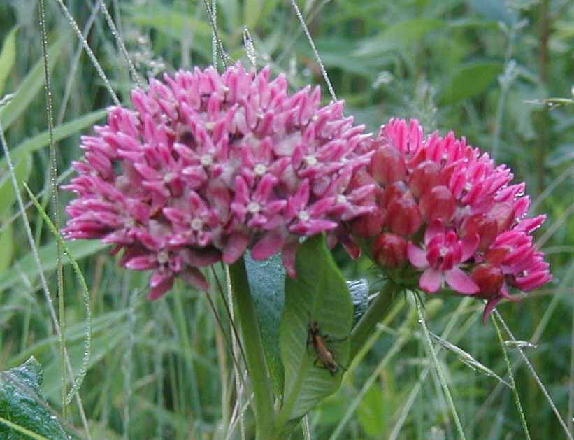 Swamp milkweed