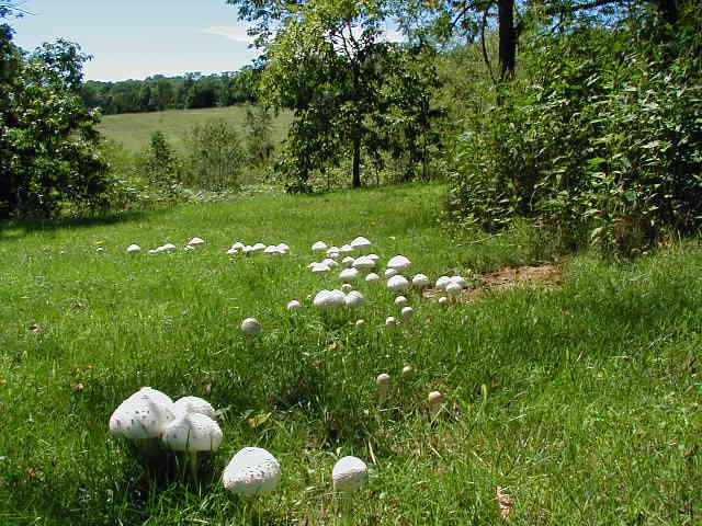 Mushrooms