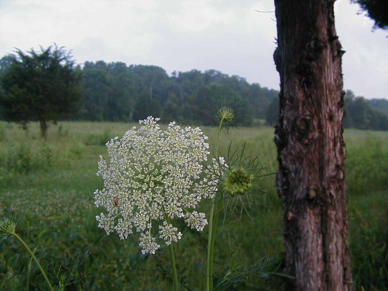 Queen Anne’s lace