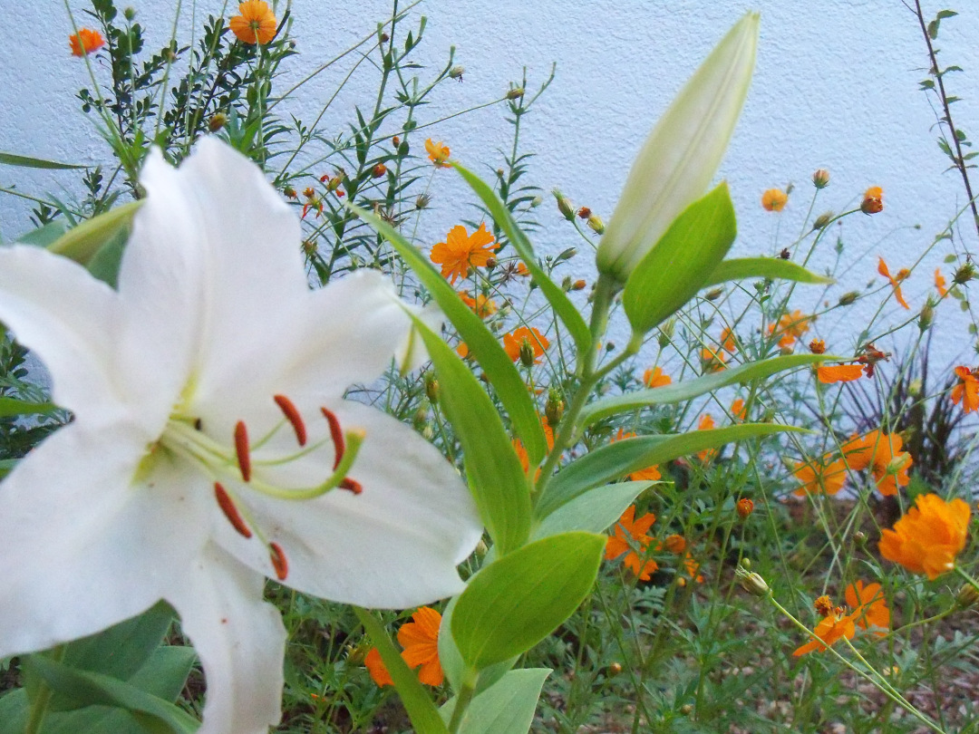 white oriental lily